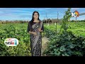 Cucumbar Cultivation | దోస పంటలో బోరాన్ లోపం నివారణ చర్యలు | Matti Manishi | 10TV News  - 03:29 min - News - Video