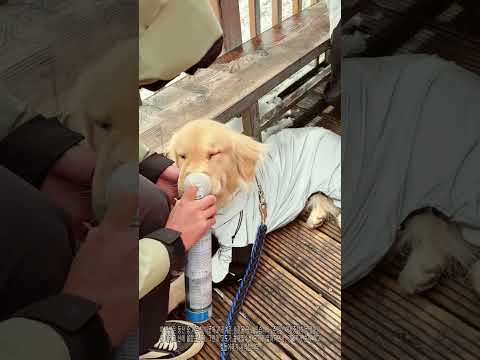 강아지 산소호흡, 주인의 사랑이 담긴 <strong>등산</strong> 배려! 🐶⛰️💕 시골의 따뜻한 순간