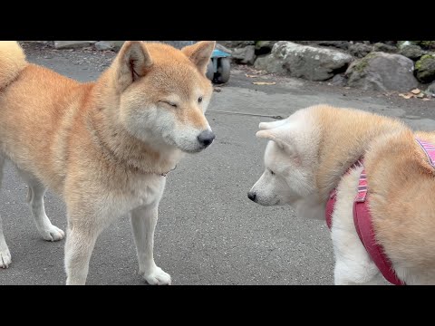 久しぶりの再会に笑顔あふれる柴犬夫婦の癒やし映像 サムネイル