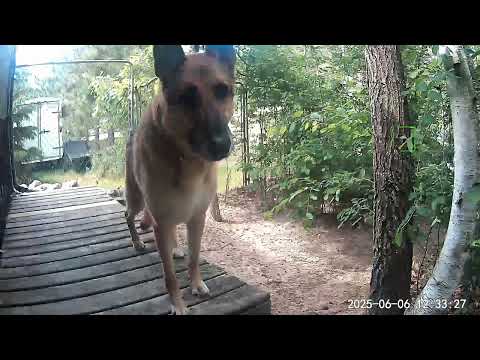 Curious German Shepherd on security camera