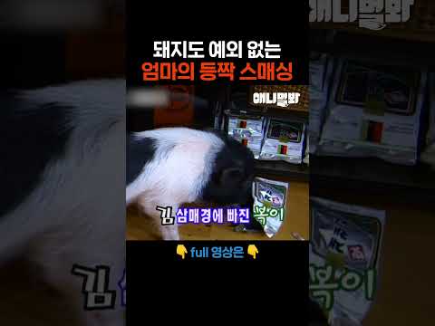 으이구 이놈아 #애니멀봐 #shorts