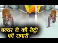 Delhi: Monkey takes metro ride, Watch Video