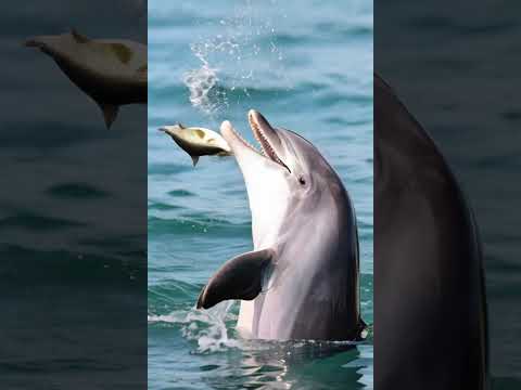 Dolphin playing with a fish.😱😱❤️❤️