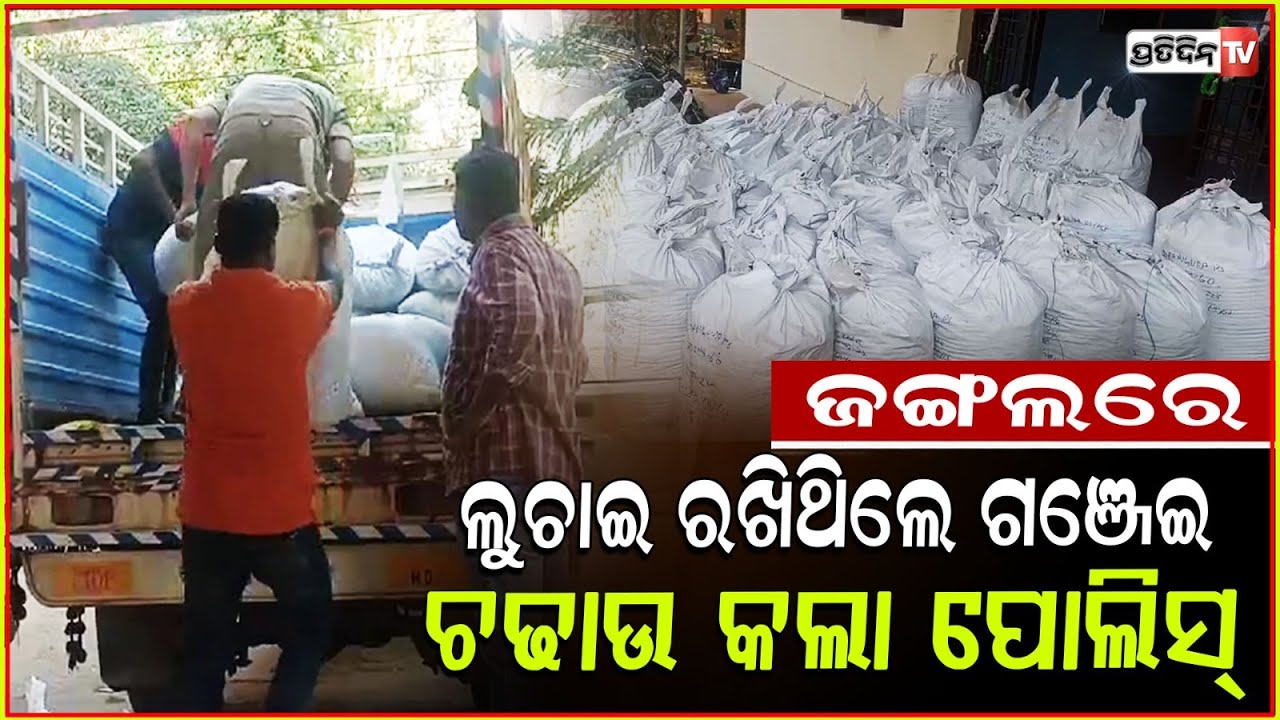 ଜଙ୍ଗଲରେ ଲୁଚାଇ ରଖିଥିଲେ ୧୧ କୁଇଣ୍ଟାଲ ଗଞ୍ଜେଇ l Ganja Seized By Baipariguda Police, Koraput