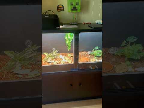 New Tortoise Enclosure 