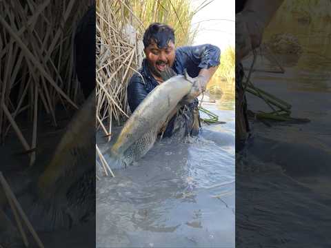 #fishing #fishlovers #fish #fishfarming #villagelife