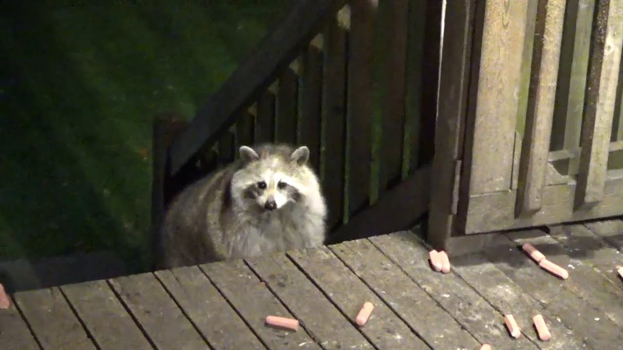 Sunday Raccoon Diner and Garden Party