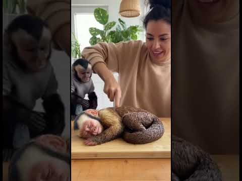 He was so scared 😅 - Subscribe for more! #realorcake #cute #fyp