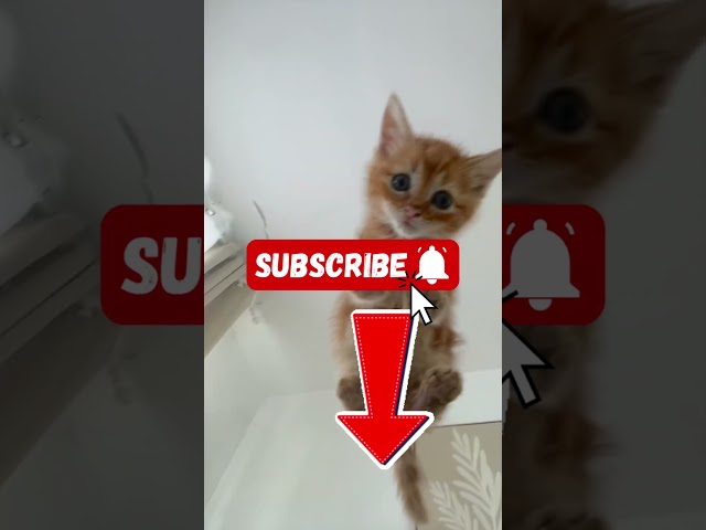 Cette petite fille aurait pu ....