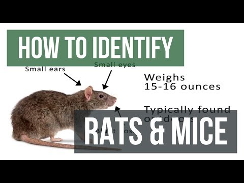 Provoke Rat Monitoring Gel - Rat Attractant for Rat Traps - Case (9 x 8 oz  Bottles) by Bell Labs 