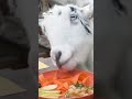 Goats enjoy Thanksgiving feast at Washington Zoo  - 00:55 min - News - Video
