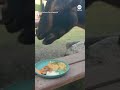 Goats enjoy Thanksgiving feast at Washington Zoo