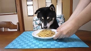 納豆パスタを食べる犬  