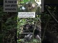 A new study finds chimps use plants as medicine for wounds and for hygiene  - 00:41 min - News - Video