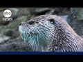 How sea otters are preventing coastal erosion