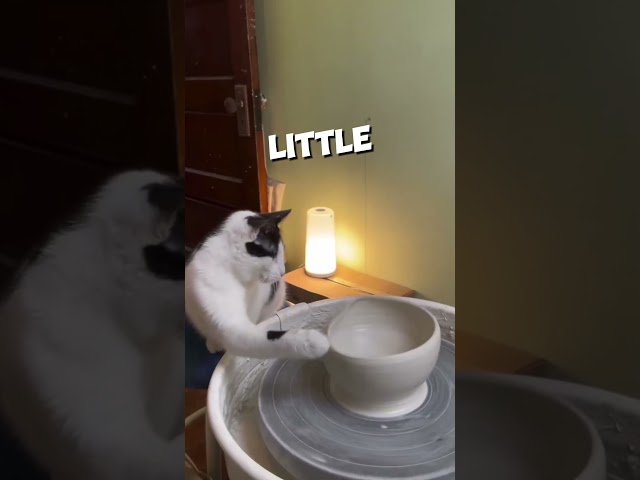 This cat made clay pots ❤️ #shorts