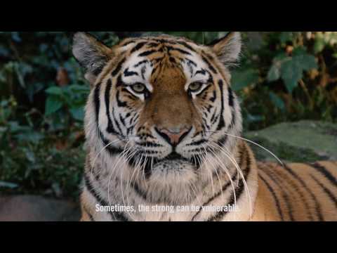 Tiger Beer and WWF Join Forces to Fight Illegal Tiger Trade