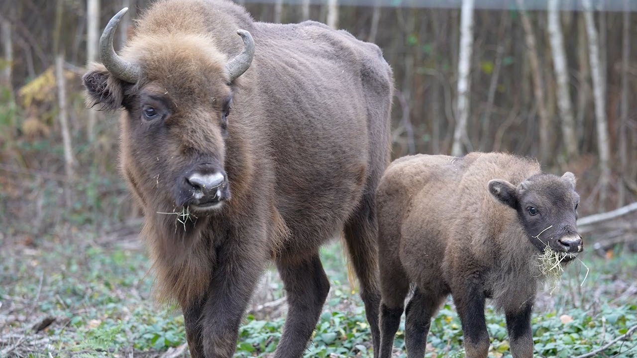 Bringing Back the Bison | 24 Hours With | BBC Earth
