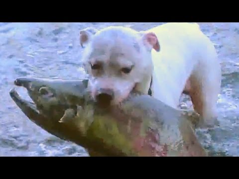 Кучето ја откри својата нова пасија – ловењето риба