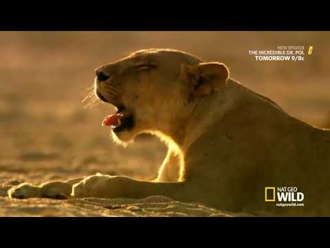 Lion Kingdom'