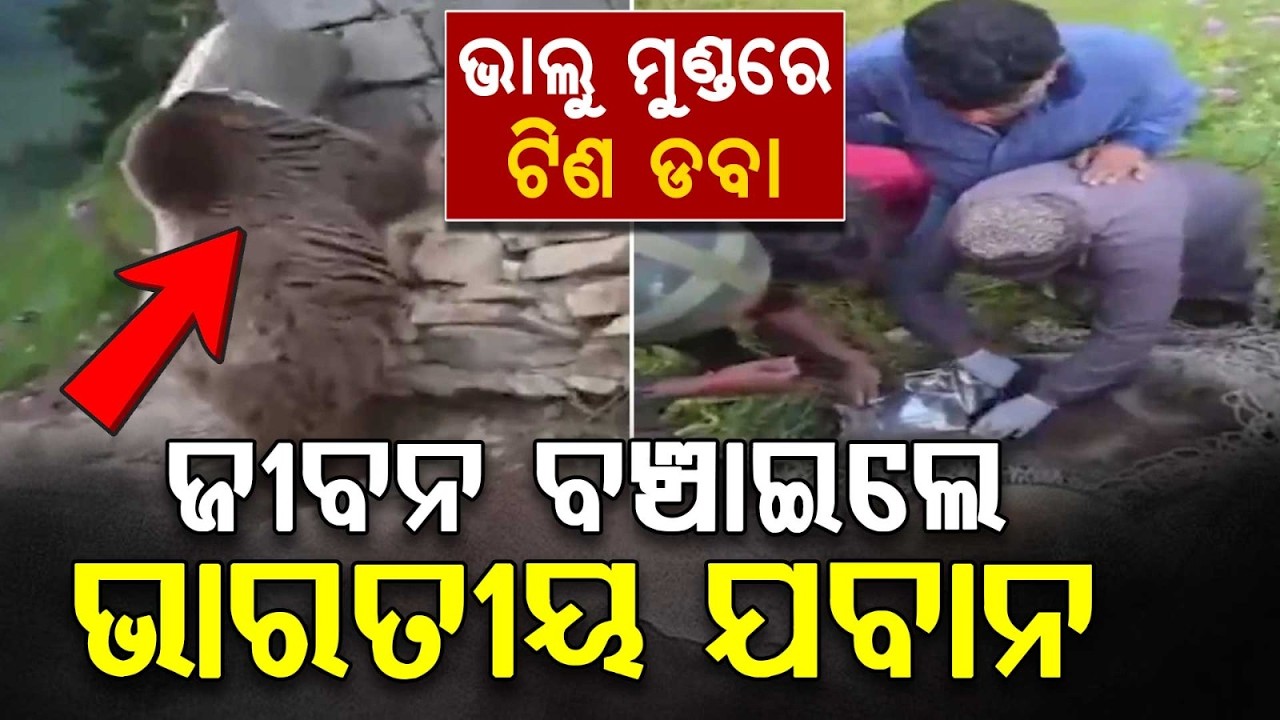 Indian Army Soldiers Rescue Bear With Head Stuck In Tin Container In Gurez Valley | Argus News