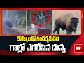 కొమ్ములతో సందర్శకుడిని గాల్లో ఎగరేసిన బైసన్ దున్న | Bull attack in Yellowstone National Park | 99TV