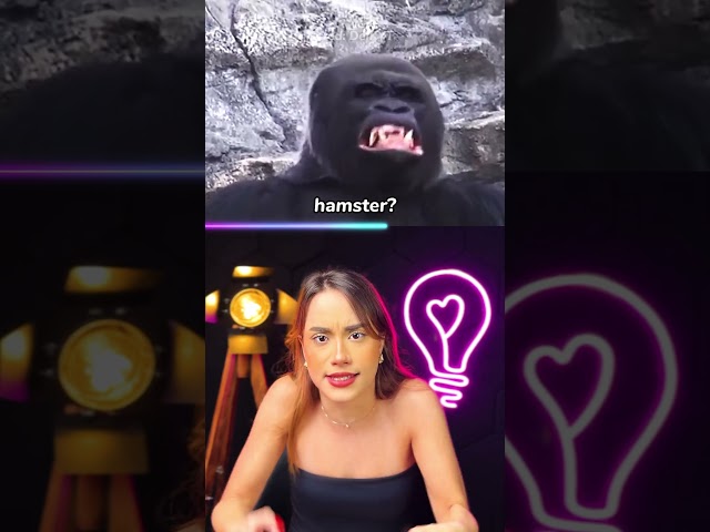 como os animais BOCEJAM?