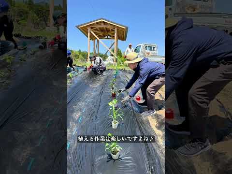 GWにYoshitake Farmに野菜を植えました！