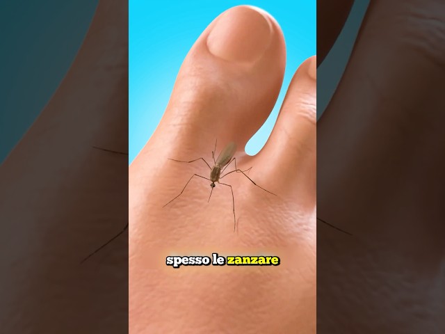 LE PUNTURE DI ZANZARA POSSONO NASCONDERE DELLE ALTRE PROBLEMATICHE (credits: ​⁠@zackdfilms)