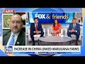 Narcotics official sounds alarm on Chinese marijuana farms in US: They want to ‘blend in’  - 04:13 min - News - Video