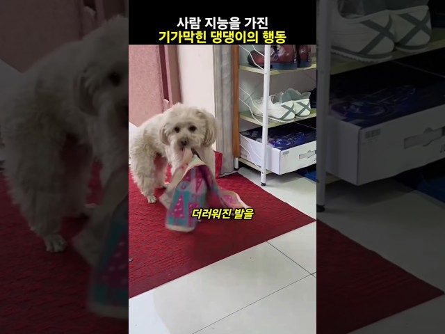 사람 지능을 가진 기가막힌 댕댕이의 행동