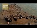 Amazing film of Chinese buffalo fighting the elements to find food