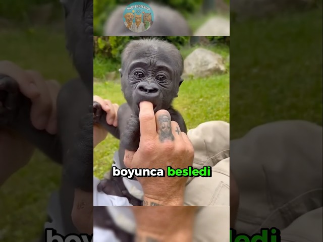 Goril Eski Dostunu Unutmadı 🦍🧑🏻‍🍼🍼