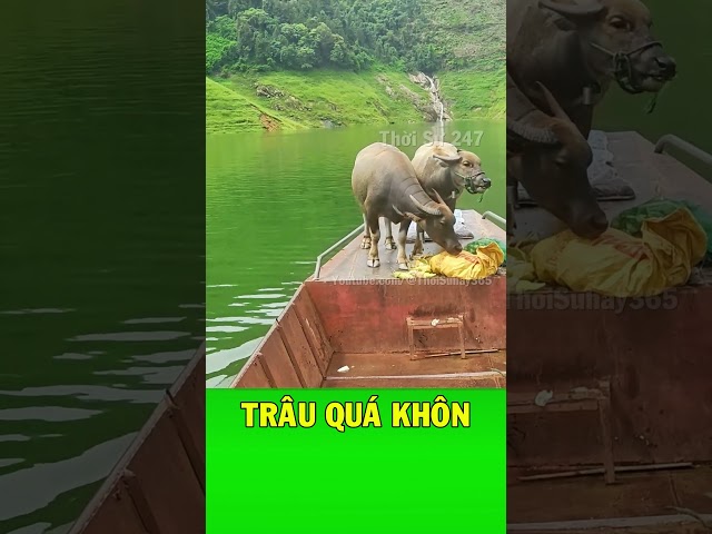 Trâu siêu thông minh