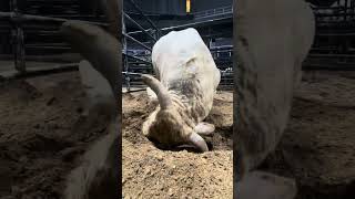 Cool Whip doesn’t even know he’s making PBR history ‍️#pbr #buckingbull