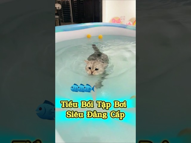 Tiểu Bối Tập Bơi Siêu Đẳng Cấp🐱🏊 #thúcưng #vậtnuôi #chómèohàihước #funny #meohera