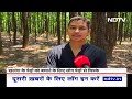 Dehradun में 2000 पेड़ों पर मौत का लाल निशान, प्यास बुझाने का यह कैसा Plan? | Water Crisis | Tree  - 03:58 min - News - Video