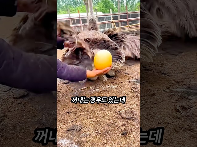 타조 알을 손으로 받는 이유🐣