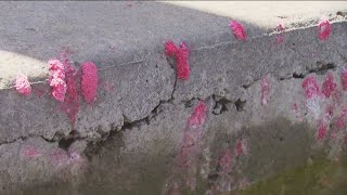 Invasive Apple Snail eggs found around San Diego lakes