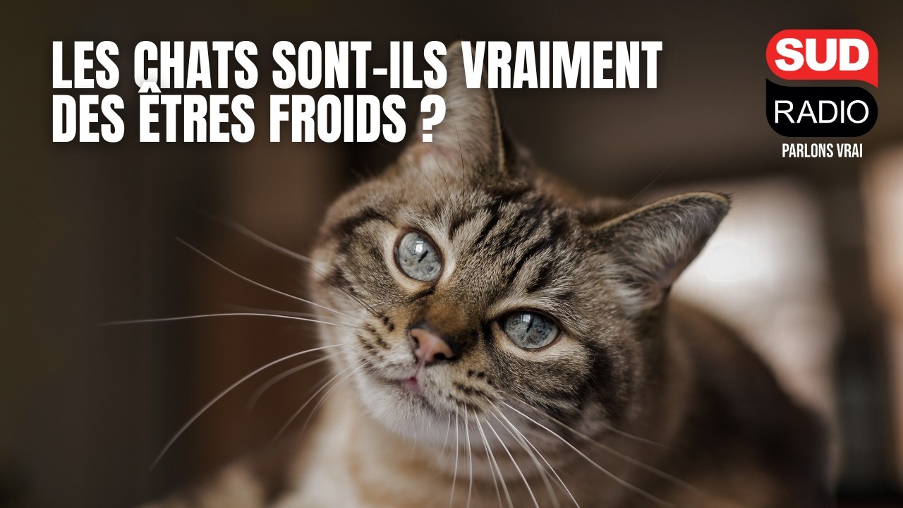 Les chats sont-ils froids, manipulateurs et égoïstes ?