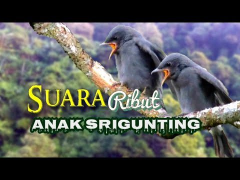 Suara Anak srigunting Abu-Abu /Pikat burung srigunting