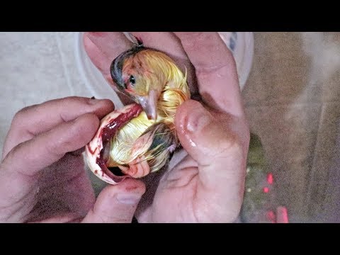 she abandoned the eggs... we have one chance to SAVE them
