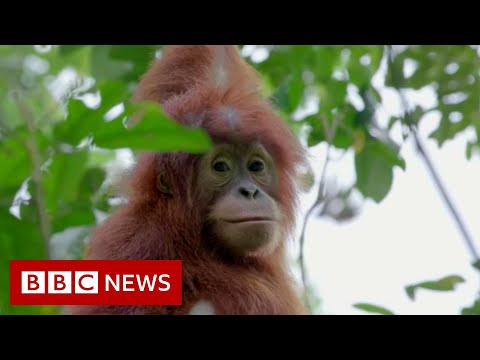 Baby Orangutan Video as Memorial for One Shot 130 times this week 