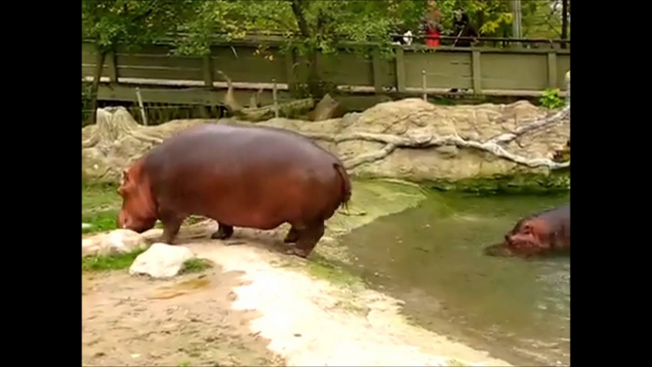 hippo gets explosive diarrhea - YouTube