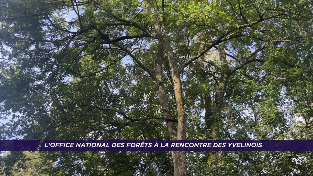 Yvelines | L’Office National des Forêts à la rencontre des yvelinois