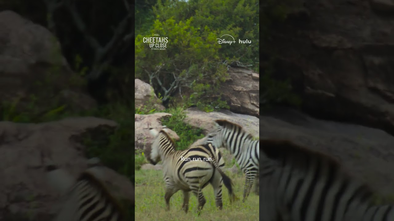 Cheetah cub's first zebra hunt #CheetahsUpClose