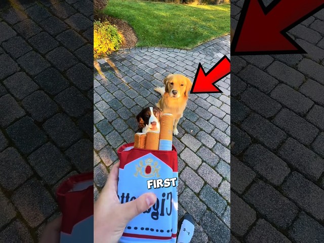 These Dogs Became Cigarette Addicts