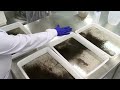 Brazils mosquito factory aims to stop dengue fever | REUTERS  - 01:38 min - News - Video