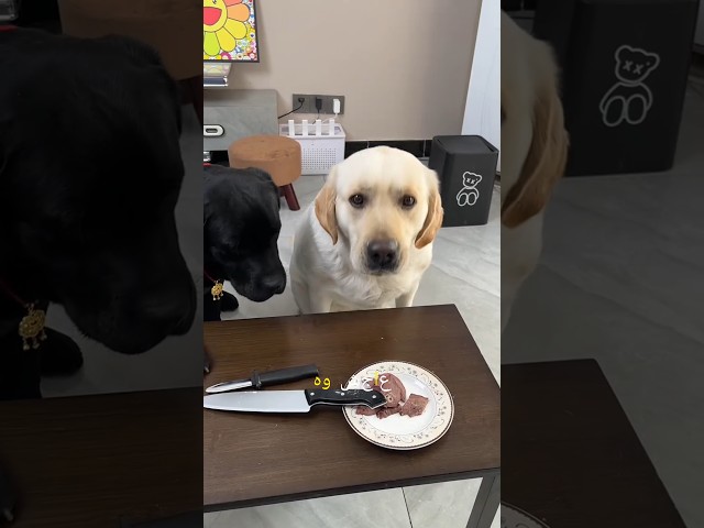 تحدي الشجاعة الحقيقي! كل الدجاج أو واجه السكين! 🍗🔪