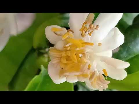 Mariah Carey - Without You / 1 hour music